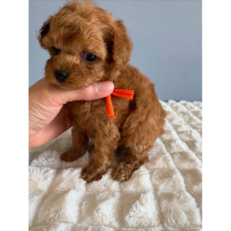 販売中の徳島県のティーカッププードル-438484の4枚目