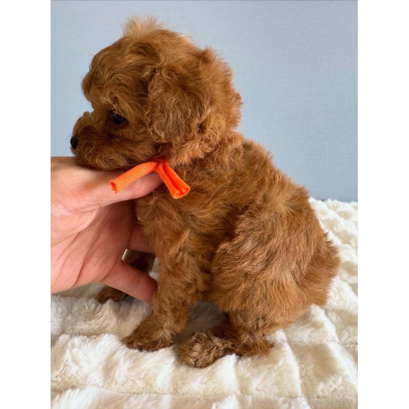 販売中の徳島県のティーカッププードル-438484の3枚目