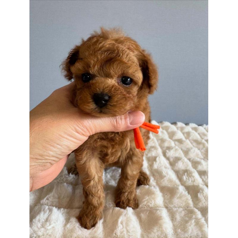 販売中の徳島県のティーカッププードル-438484の2枚目