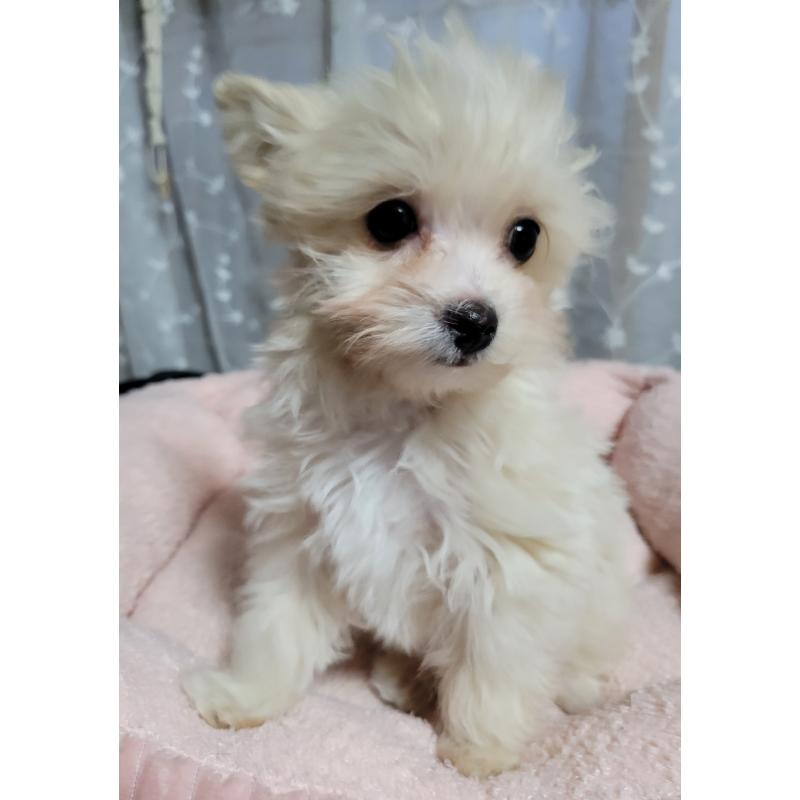 販売中の千葉県のチワプー:チワワ×トイプードル-429430