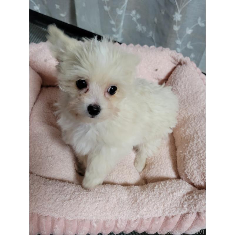 販売中の千葉県のチワプー:チワワ×トイプードル-429430の10枚目