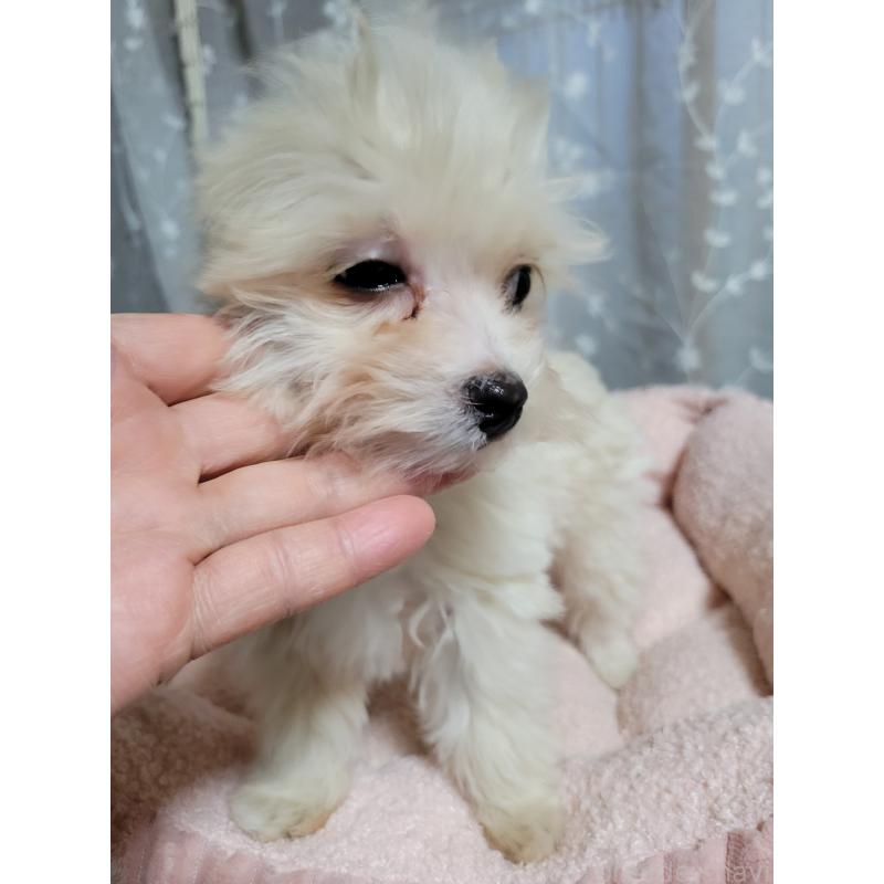 販売中の千葉県のチワプー:チワワ×トイプードル-429430の9枚目