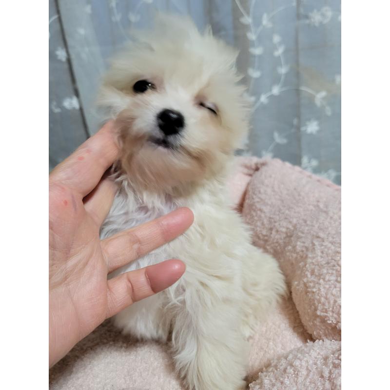 販売中の千葉県のチワプー:チワワ×トイプードル-429430の8枚目