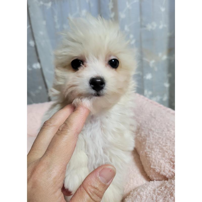 販売中の千葉県のチワプー:チワワ×トイプードル-429430の7枚目