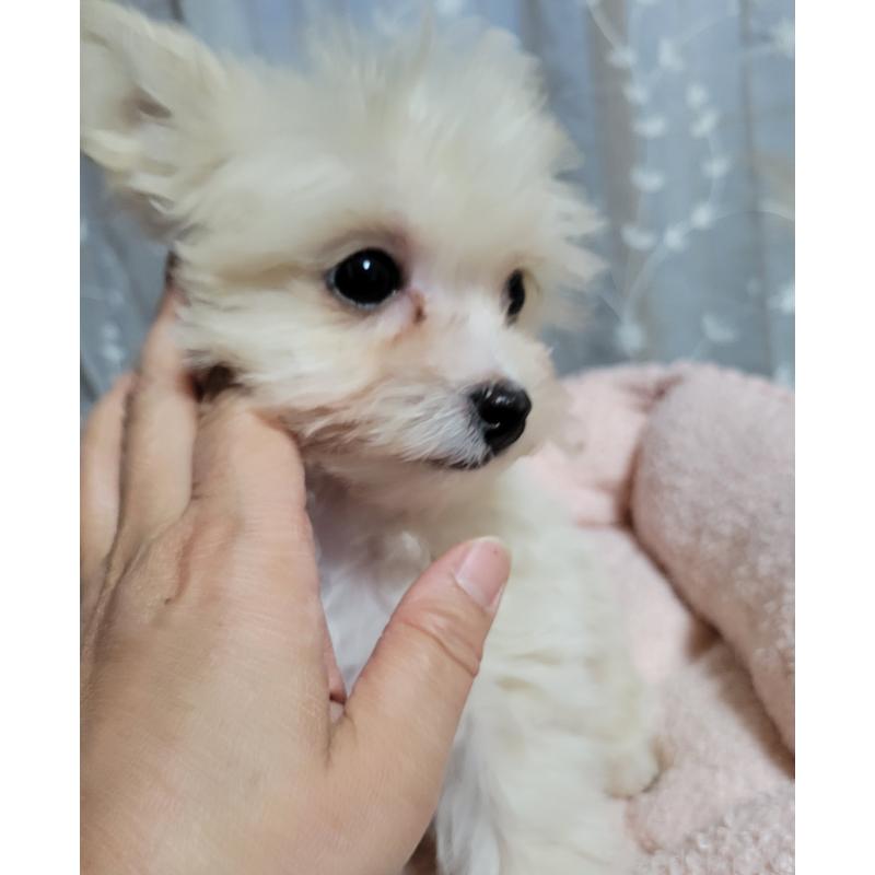 販売中の千葉県のチワプー:チワワ×トイプードル-429430の6枚目