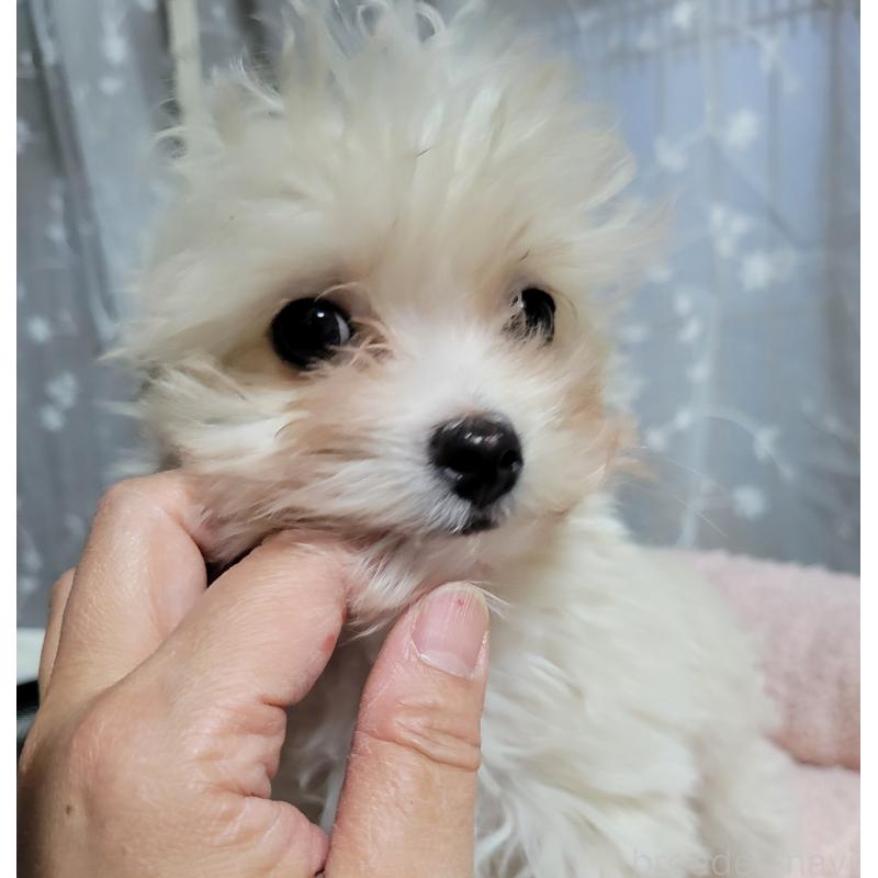 販売中の千葉県のチワプー:チワワ×トイプードル-429430の5枚目