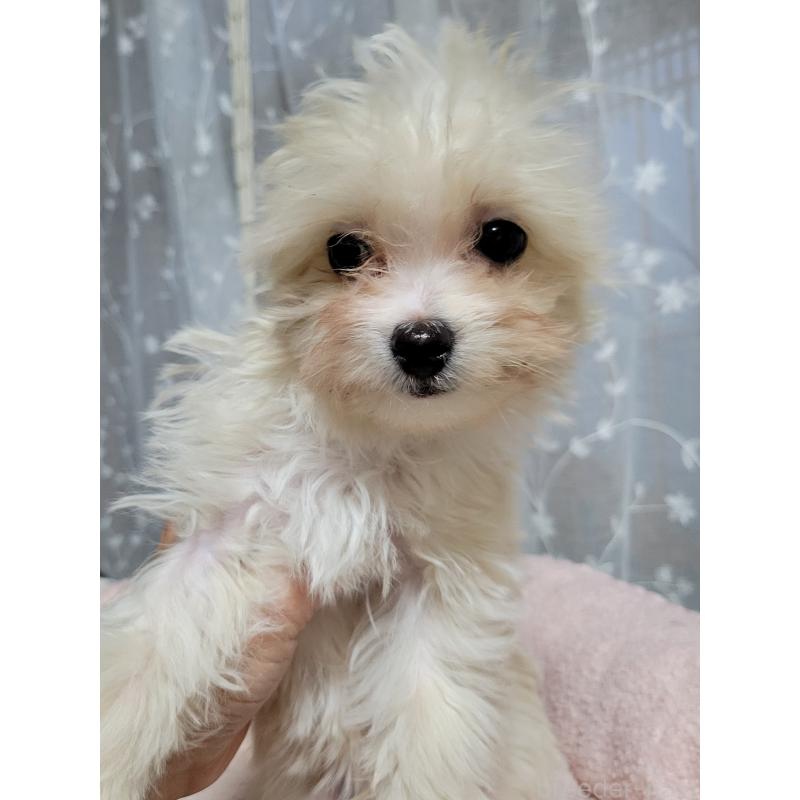 販売中の千葉県のチワプー:チワワ×トイプードル-429430の4枚目