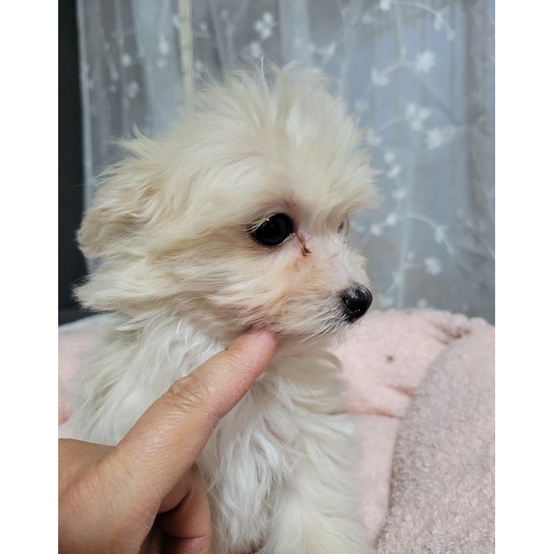 販売中の千葉県のチワプー:チワワ×トイプードル-429430の3枚目