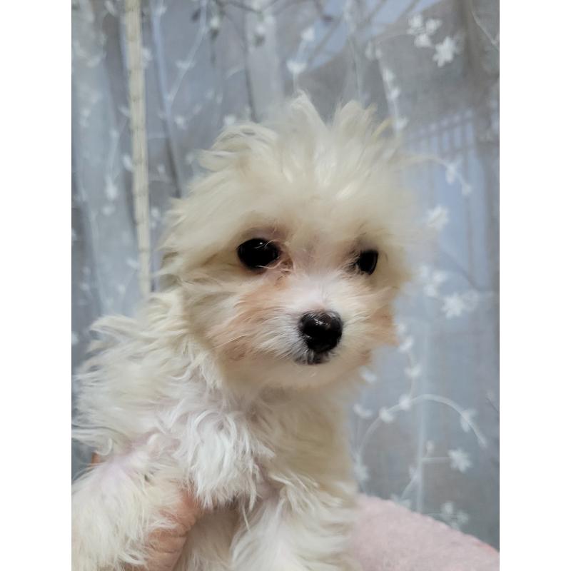 販売中の千葉県のチワプー:チワワ×トイプードル-429430の2枚目