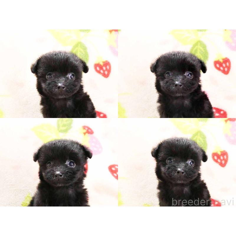 販売中の千葉県のティーカッププードル-438485の6枚目