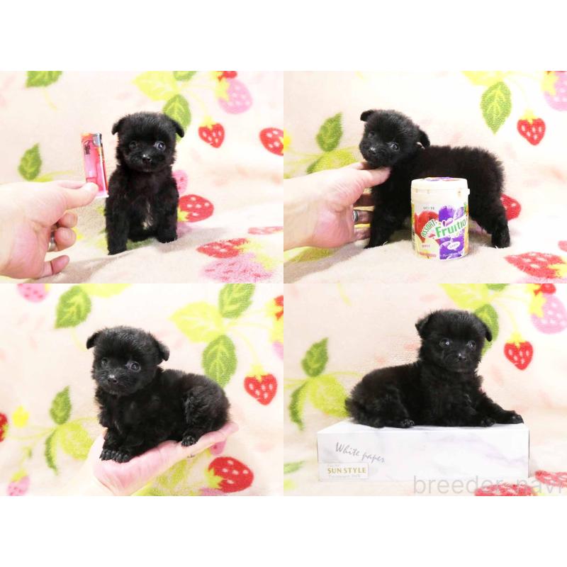 販売中の千葉県のティーカッププードル-438485の5枚目