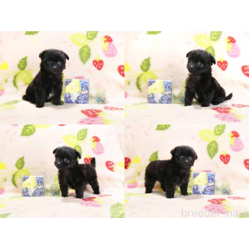 販売中の千葉県のティーカッププードル-438485の3枚目