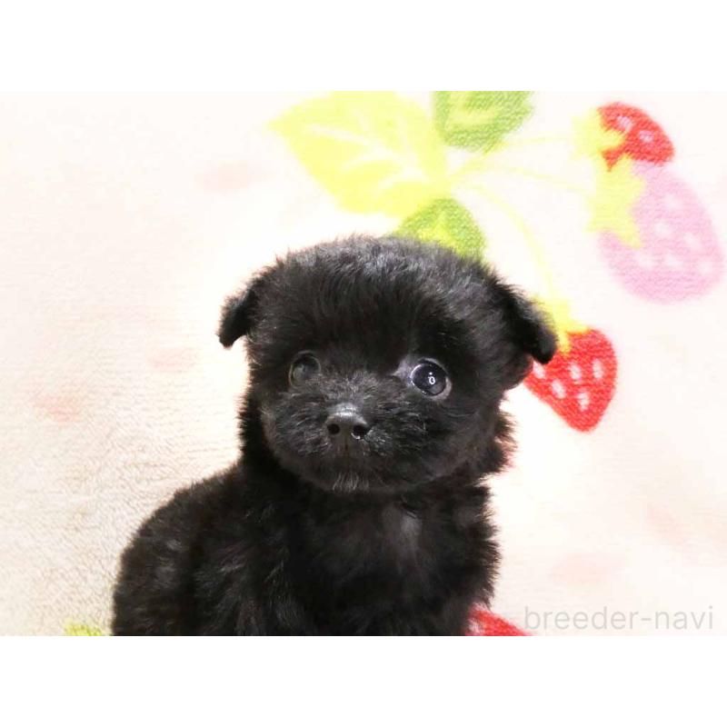 販売中の千葉県のティーカッププードル-438485の2枚目