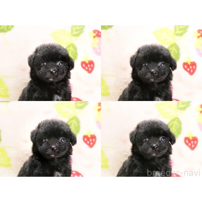 販売中の千葉県のティーカッププードル-438486の6枚目