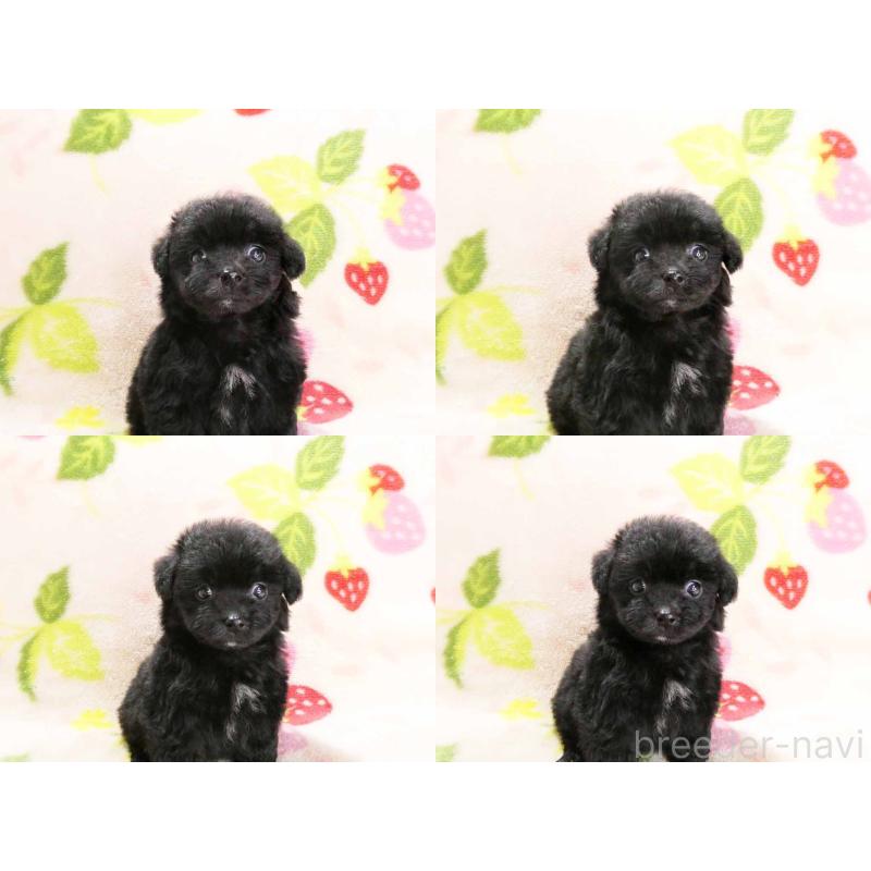 販売中の千葉県のティーカッププードル-438486の4枚目