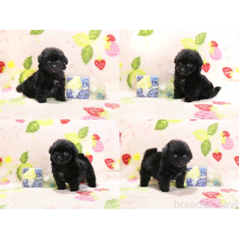 販売中の千葉県のティーカッププードル-438486の3枚目