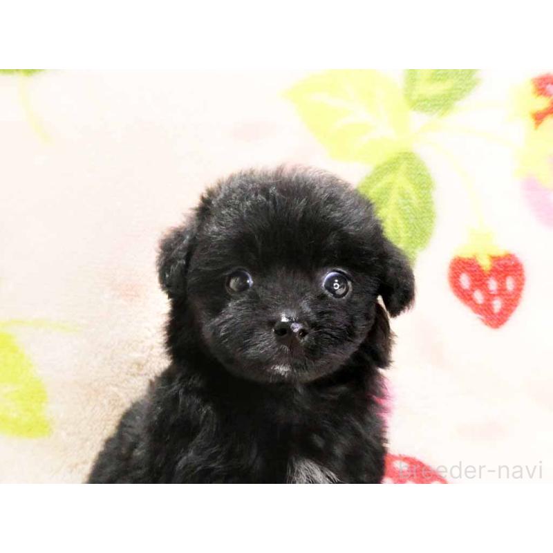 販売中の千葉県のティーカッププードル-438486の2枚目