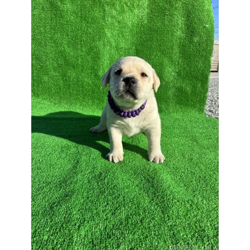 販売中の兵庫県のラブラドールレトリーバー-438285の2枚目