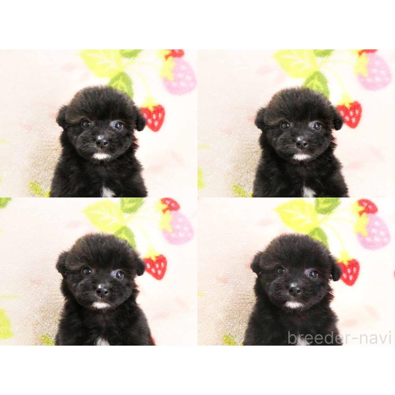 販売中の千葉県のティーカッププードル-438487の6枚目