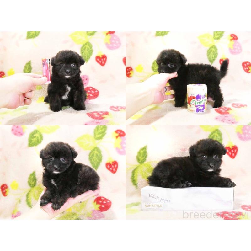 販売中の千葉県のティーカッププードル-438487の5枚目