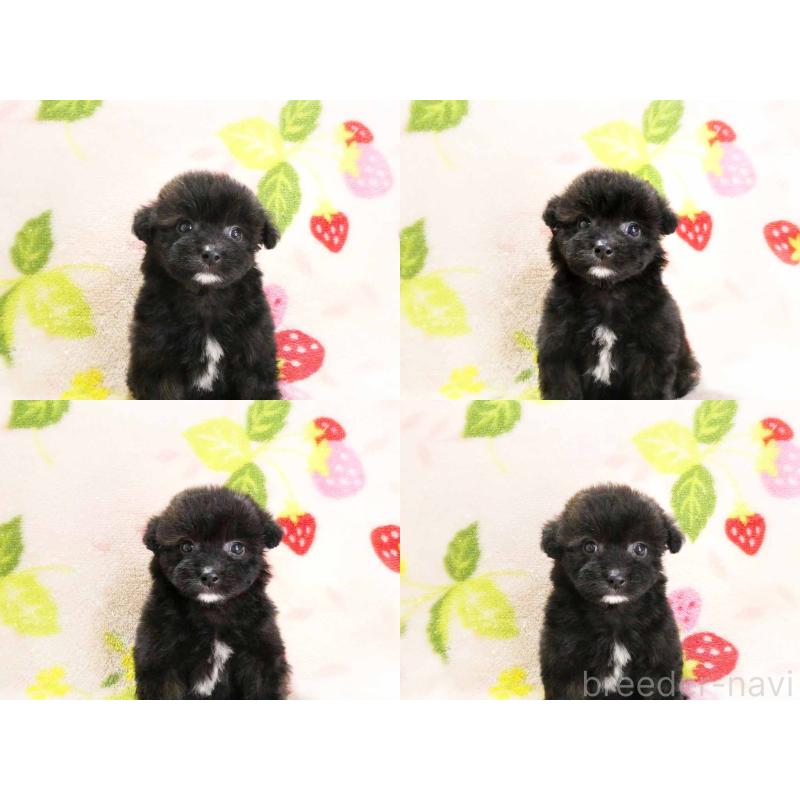 販売中の千葉県のティーカッププードル-438487の4枚目