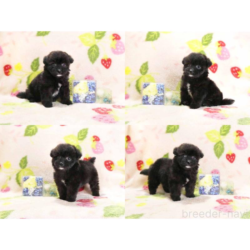 販売中の千葉県のティーカッププードル-438487の3枚目