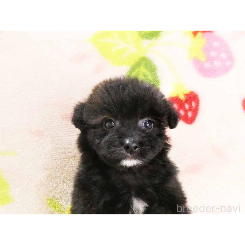 販売中の千葉県のティーカッププードル-438487の2枚目