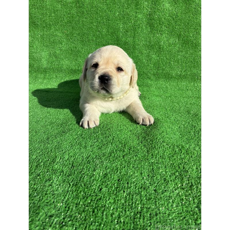 販売中の兵庫県のラブラドールレトリーバー-438489の2枚目