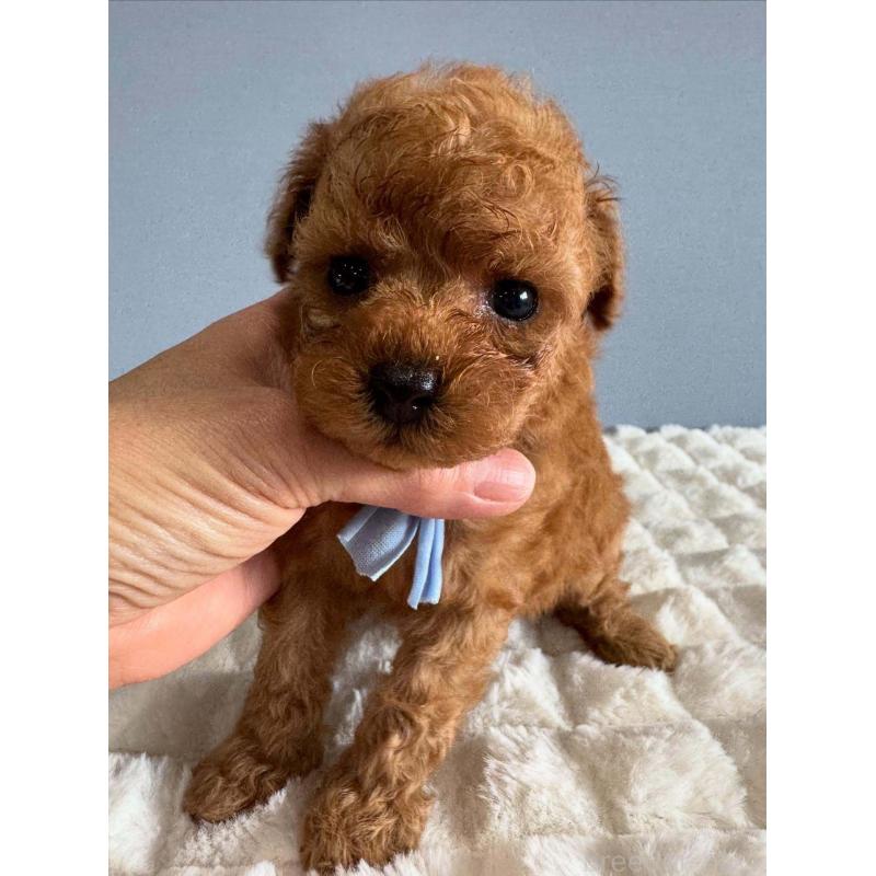 販売中の徳島県のティーカッププードル-438488