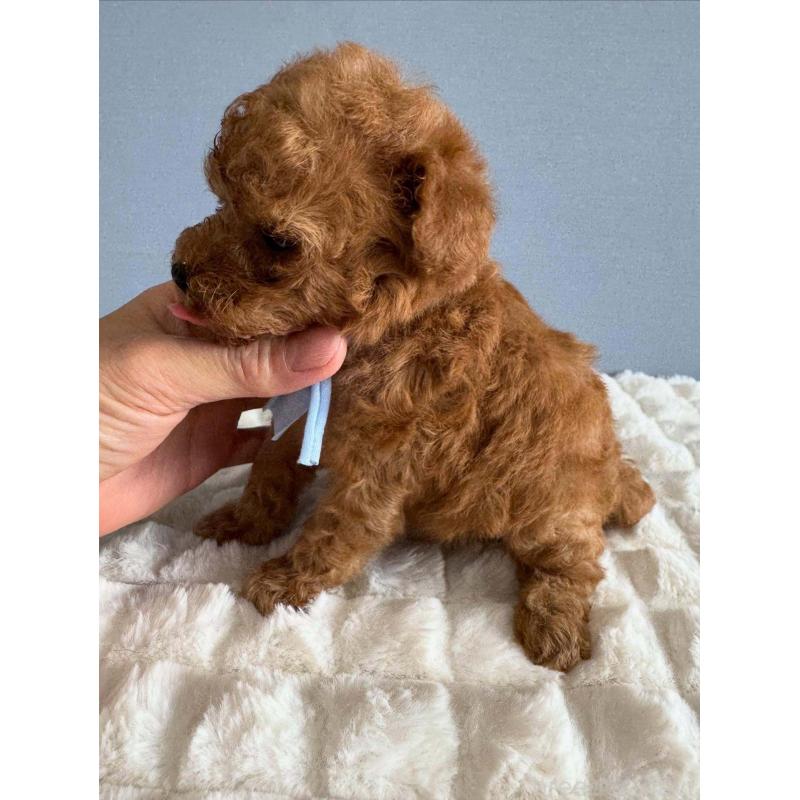 販売中の徳島県のティーカッププードル-438488の5枚目