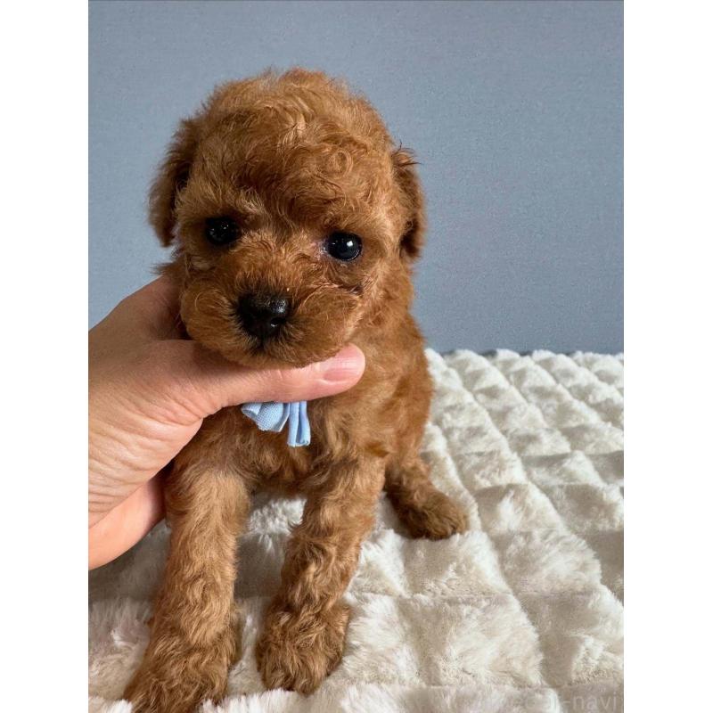 販売中の徳島県のティーカッププードル-438488の4枚目