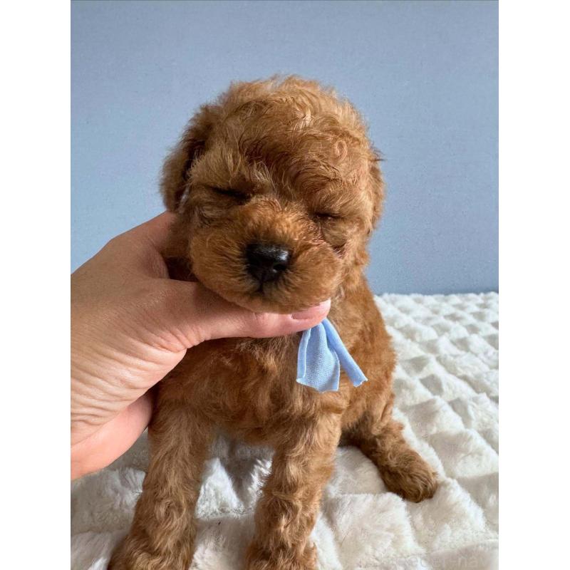 販売中の徳島県のティーカッププードル-438488の3枚目