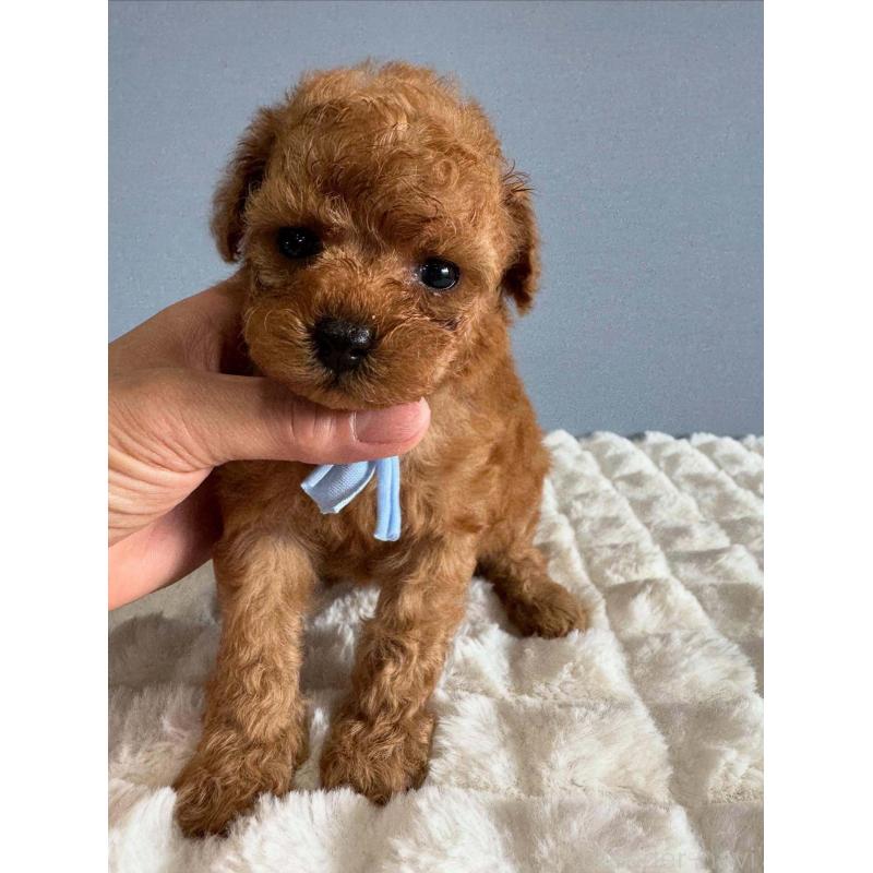 販売中の徳島県のティーカッププードル-438488の2枚目