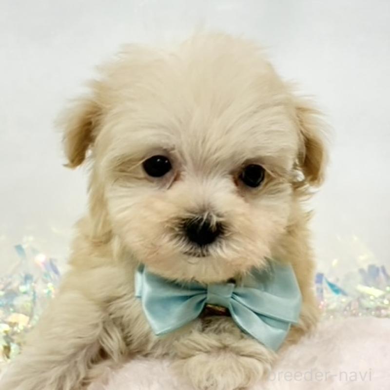 販売中の岐阜県のマルプー:マルチーズ×トイプードル-438494