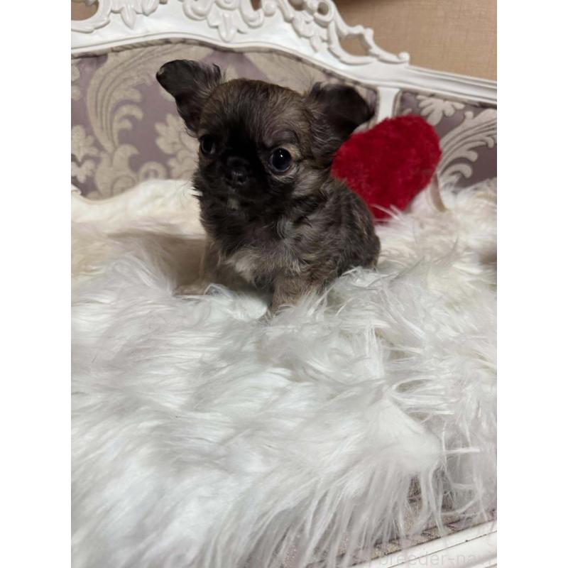 販売中の兵庫県のチワワ(ロングコート)-438493の3枚目