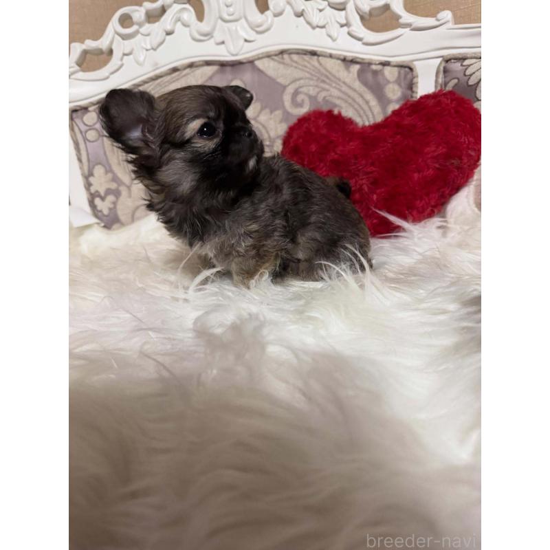 販売中の兵庫県のチワワ(ロングコート)-438493の2枚目