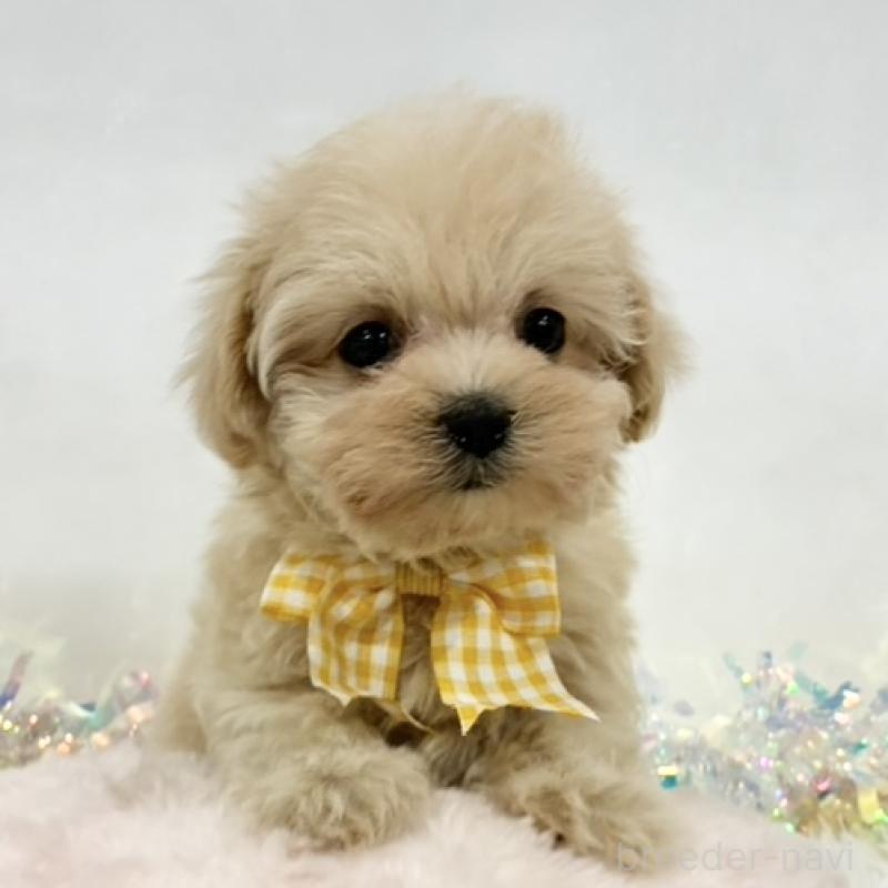 販売中の岐阜県のマルプー:マルチーズ×トイプードル-438495