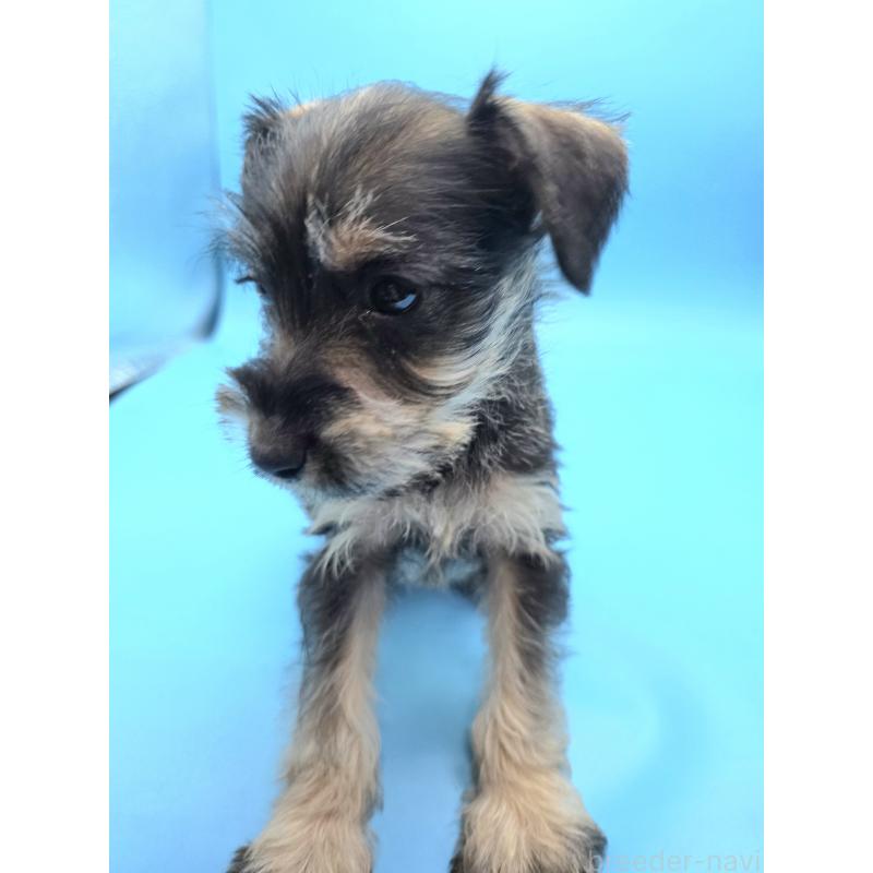 成約済の静岡県のミックス犬-438076の5枚目