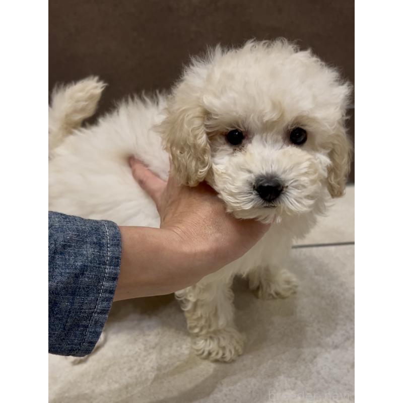販売中の奈良県のミニチュアプードル-438496の1枚目