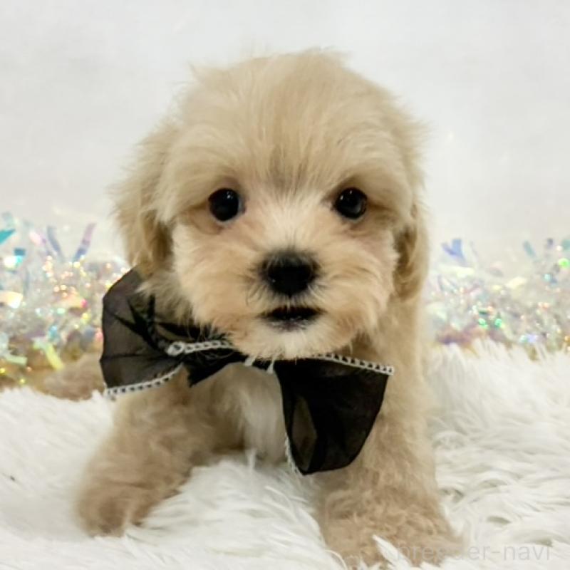 販売中の岐阜県のマルプー:マルチーズ×トイプードル-438498の1枚目