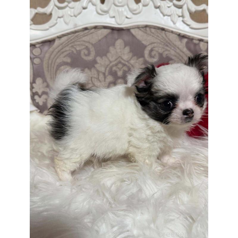 販売中の兵庫県のチワワ(ロングコート)-438497の5枚目