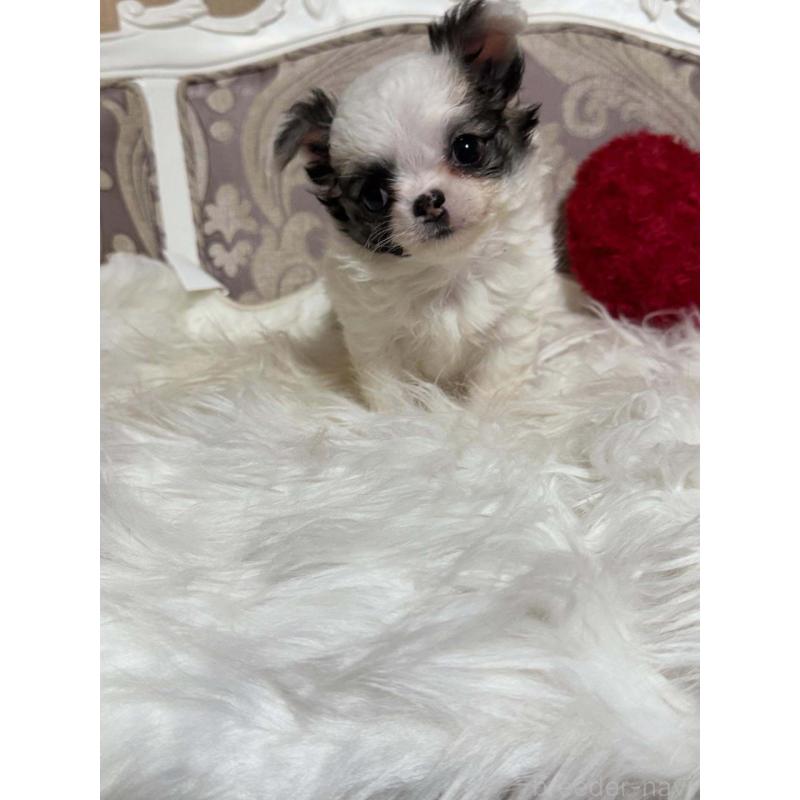 販売中の兵庫県のチワワ(ロングコート)-438497の4枚目