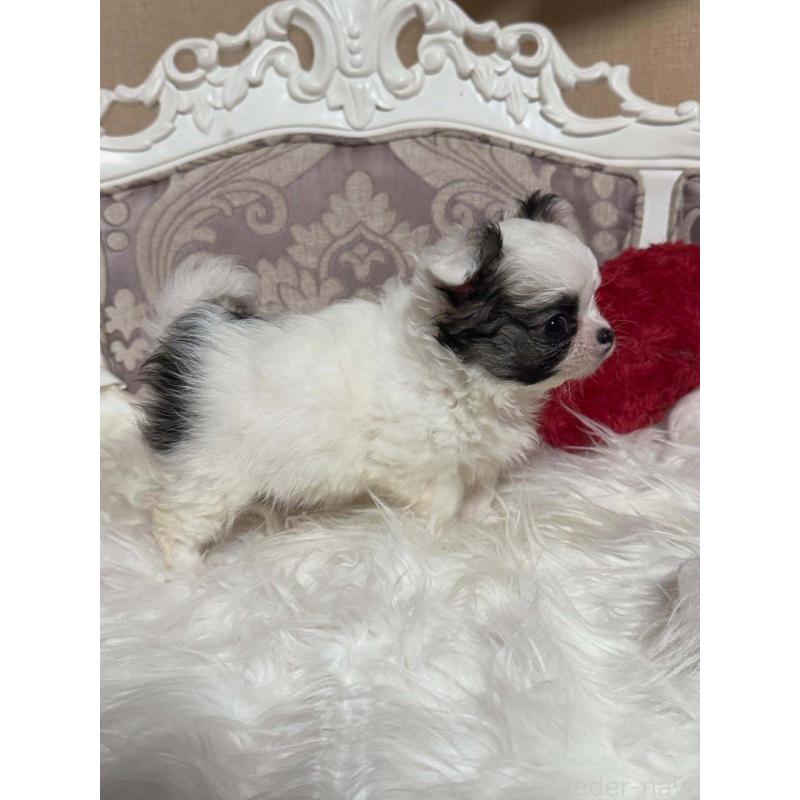 販売中の兵庫県のチワワ(ロングコート)-438497の3枚目