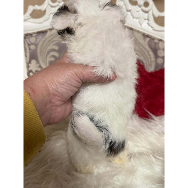 販売中の兵庫県のチワワ(ロングコート)-438497の2枚目