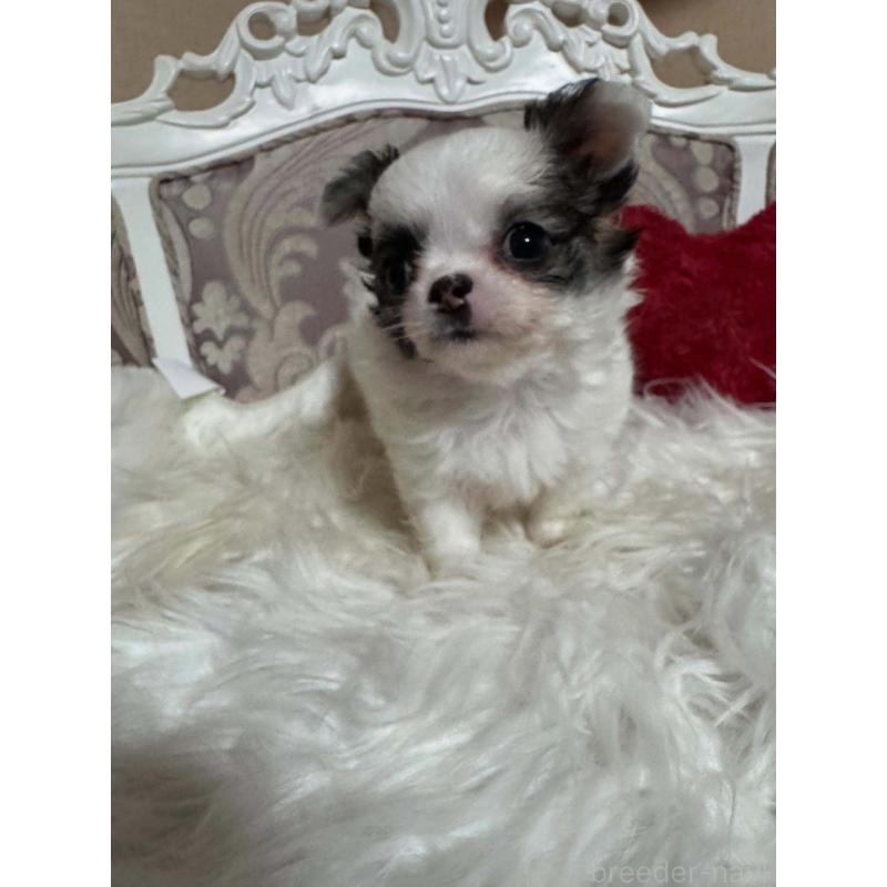 販売中の兵庫県のチワワ(ロングコート)-438497の1枚目