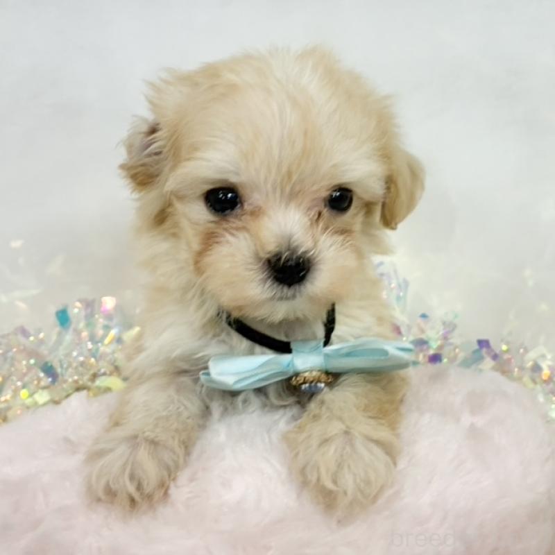 販売中の岐阜県のマルプー:マルチーズ×トイプードル-438499