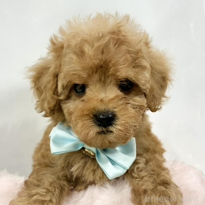 販売中の岐阜県のトイプードル-438501