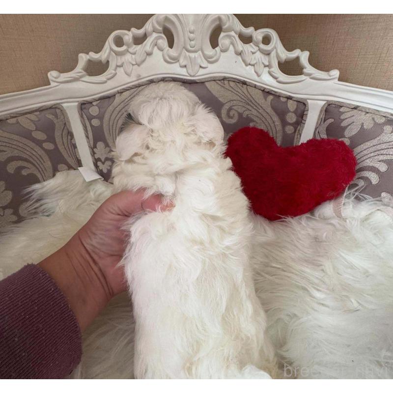 販売中の兵庫県のチワワ(ロングコート)-438500の4枚目