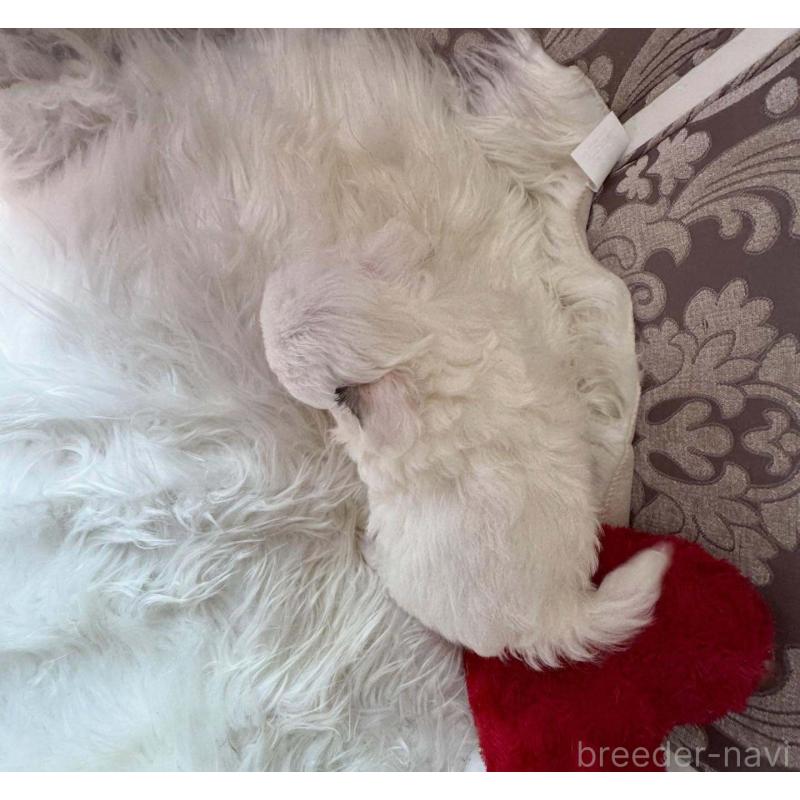 販売中の兵庫県のチワワ(ロングコート)-438500の5枚目