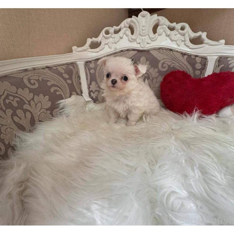 販売中の兵庫県のチワワ(ロングコート)-438500の3枚目